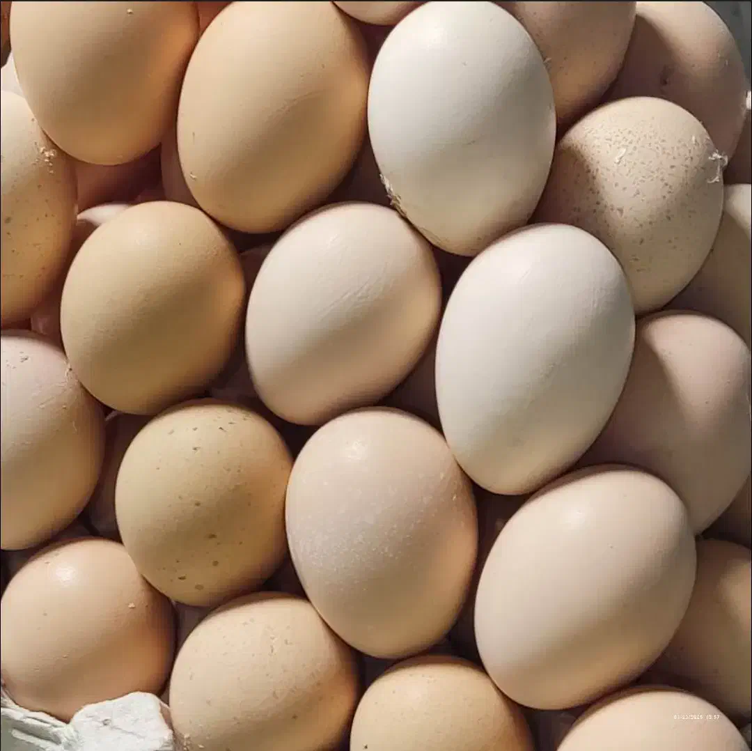 تخم مرغ محلی رسمی|خوردنی و آشامیدنی|همدان, |دیوار