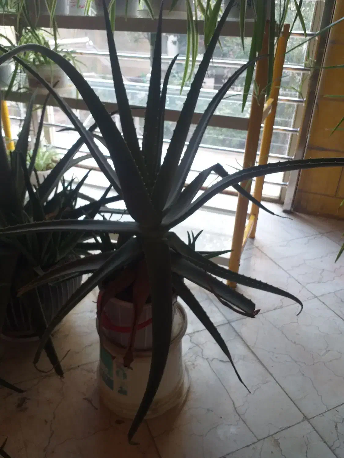 گل و گیاه اپارتمانی|گل و گیاه طبیعی|کرج, کوی کارمندان شمالی|دیوار