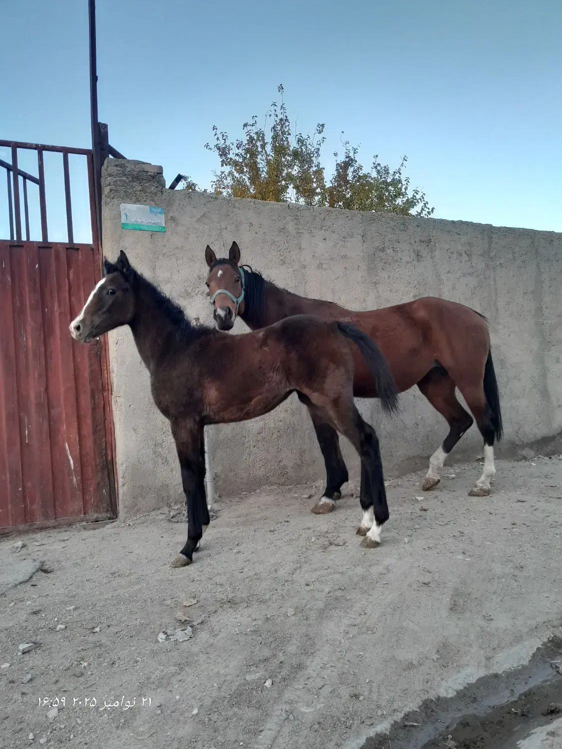 مادیان و کره|اسب و تجهیزات اسبسواری|بروجرد, |دیوار