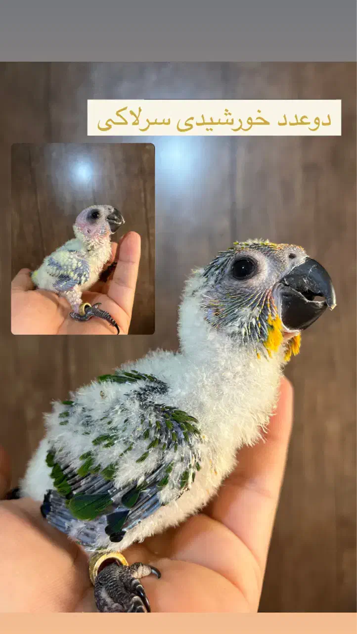 خورشیدی سرلاکی|پرنده|ساری, |دیوار