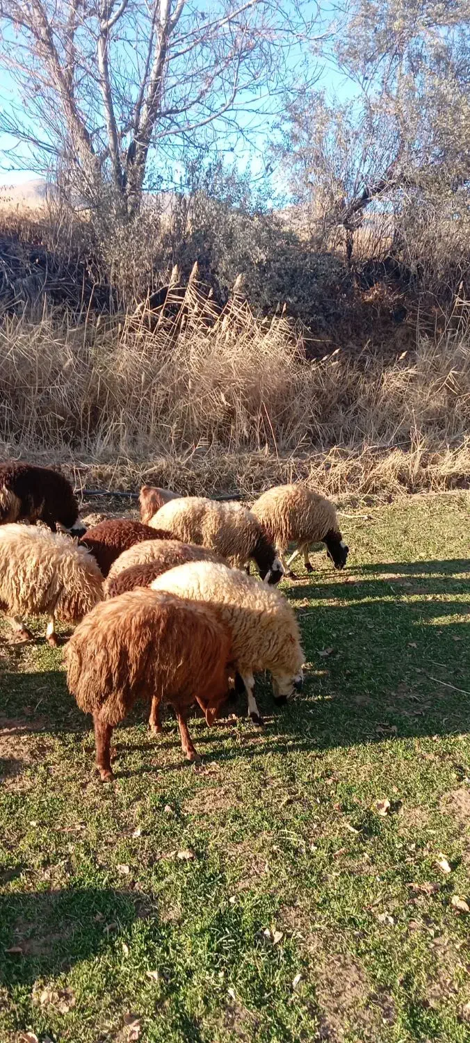 بره نر وماده|حیوانات مزرعه|سنندج, |دیوار