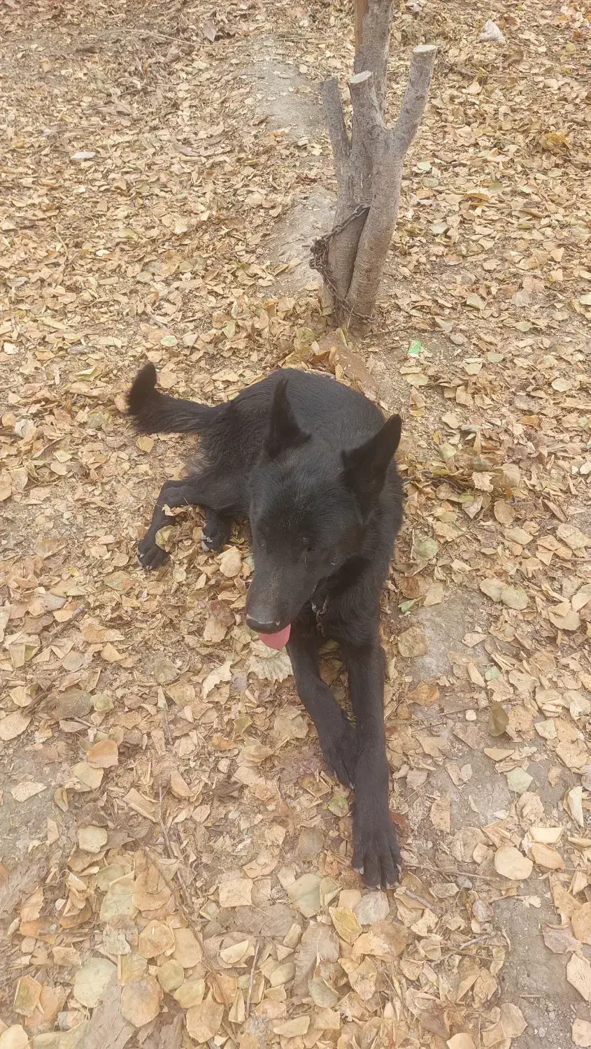 ژرمن شپرد بلک|سگ|اصفهان, زیار|دیوار