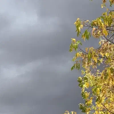 دنبال کارم در عراق داعمی|خدمات پیشه و مهارت|سیلوانه, |دیوار