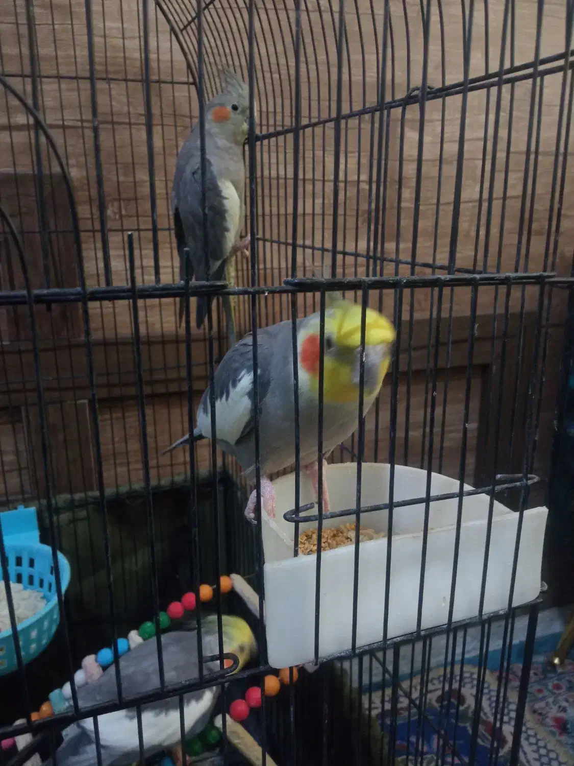 عروس هلندی مولد|پرنده|ری, ملک‌آباد|دیوار