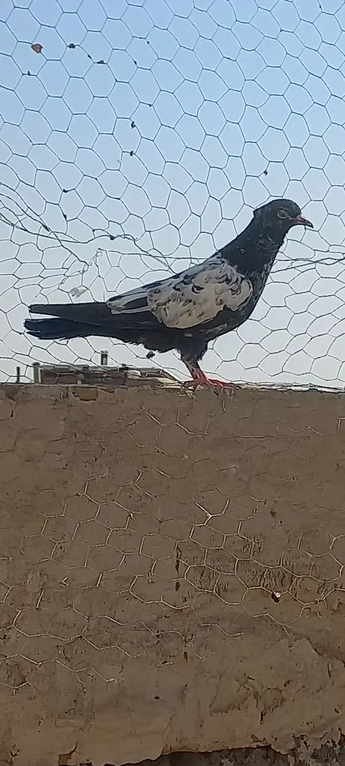 کفتر سینه ای|پرنده|ساوه, |دیوار
