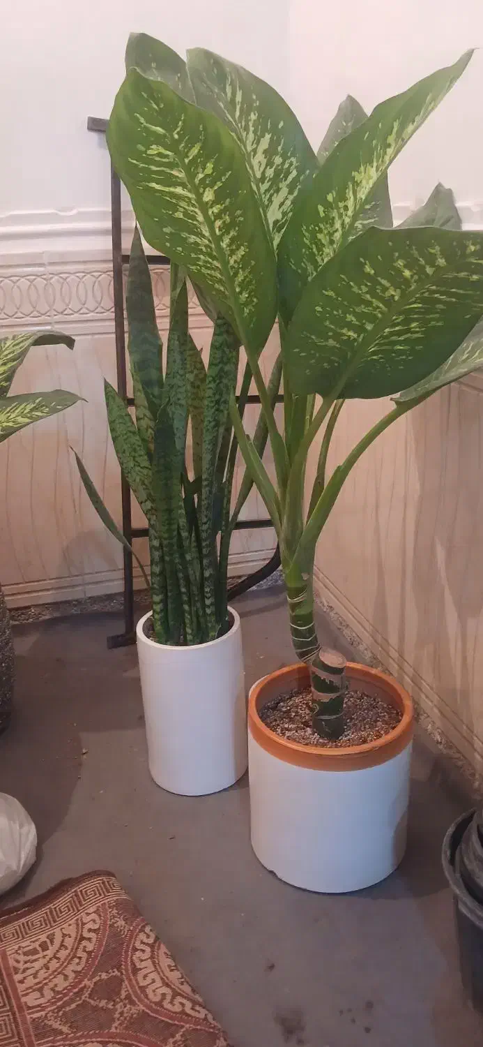 گل وگیاه|گل و گیاه طبیعی|امیدیه, |دیوار