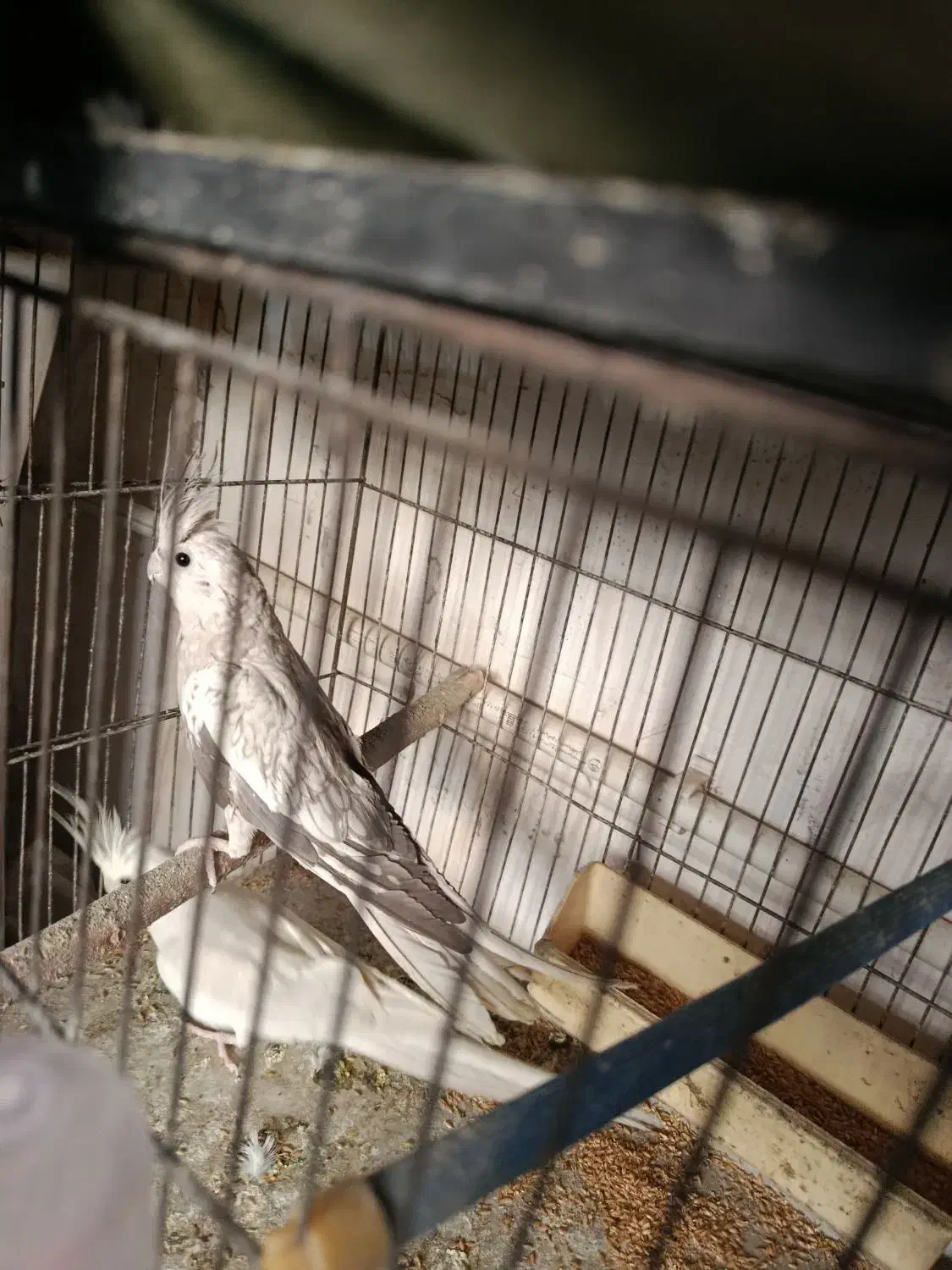 عروس هلندی مولد|پرنده|کرج, حسن آباد|دیوار