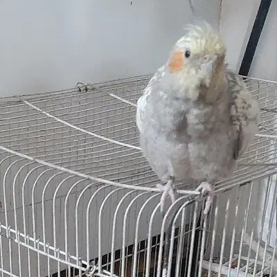 عروس هلندی|پرنده|کازرون, |دیوار