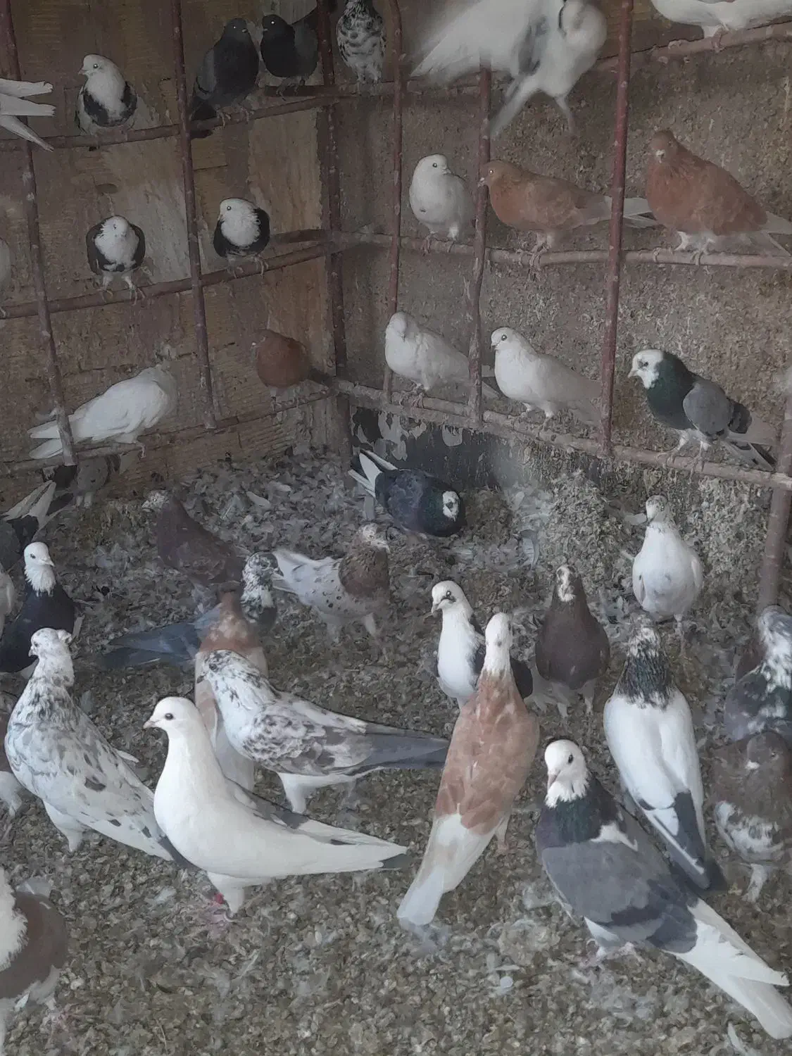 شازده.ابلغ زرد.سبز.سرور.|پرنده|زیباشهر, |دیوار