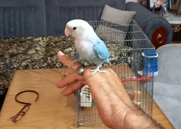 طوطی برزیلی|پرنده|تهران, مشیریه|دیوار