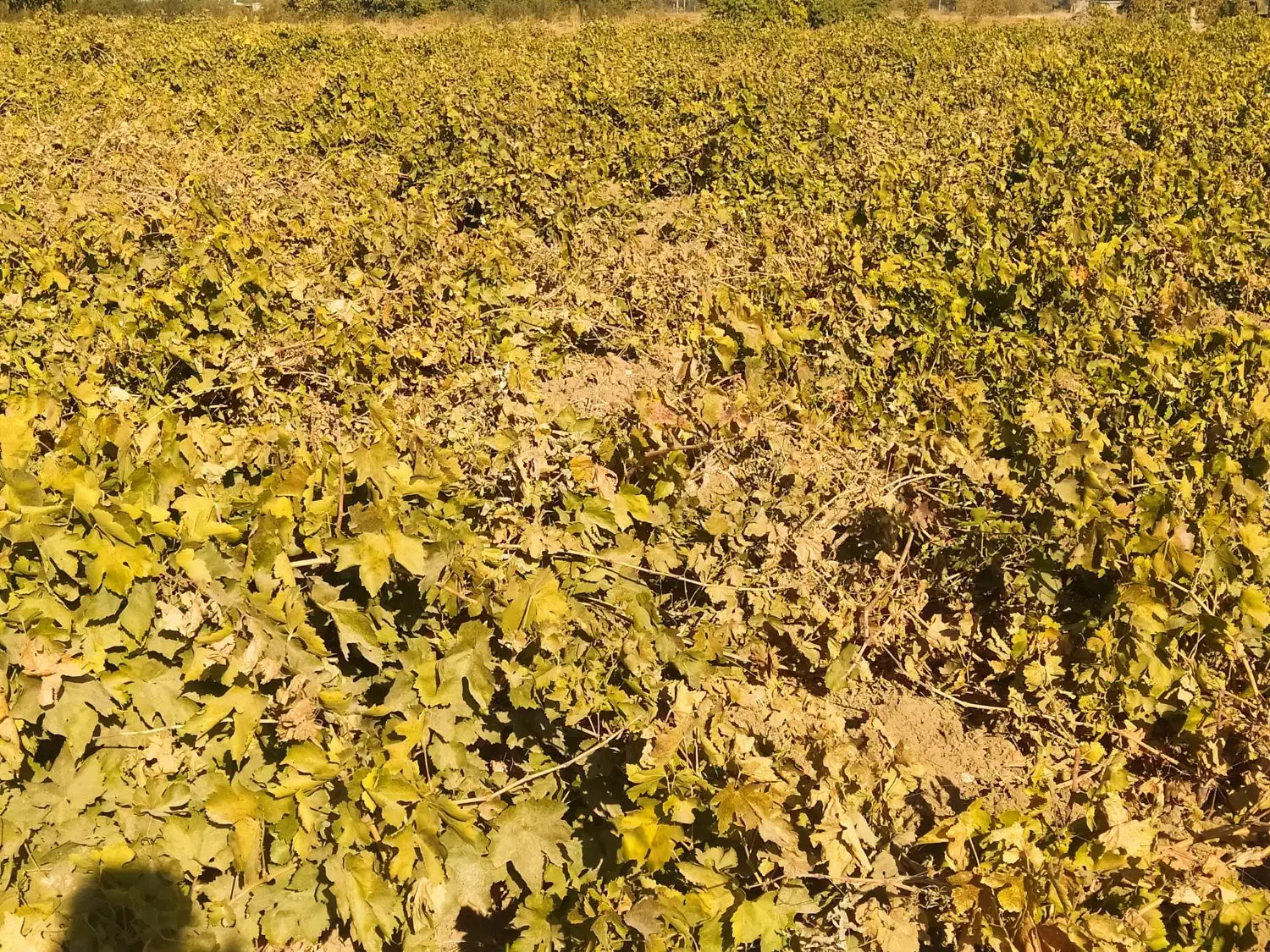 باغ انگور ای درمیوا|فروش دفتر صنعتی، کشاورزی، تجاری|ملایر, |دیوار