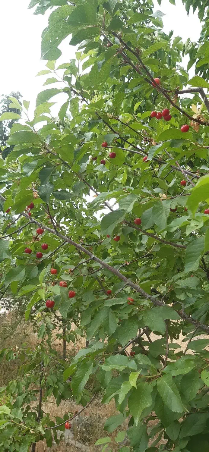 باغ به مساحت ۱۴۰۰ متر|فروش زمین و ملک کلنگی|گلمکان, |دیوار