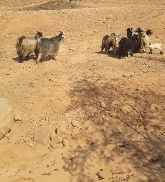 نرمیش وبز|حیوانات مزرعه|مسجد سلیمان, |دیوار