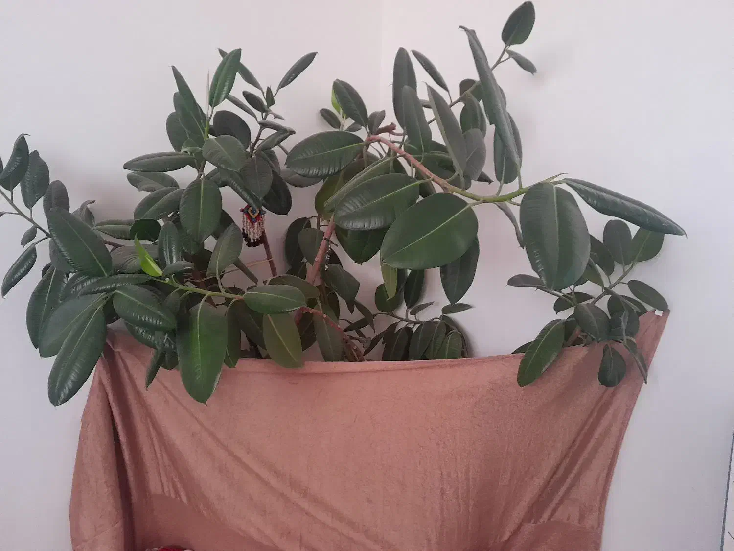 دیفن وفیکوس|گل و گیاه طبیعی|شهرکرد, |دیوار