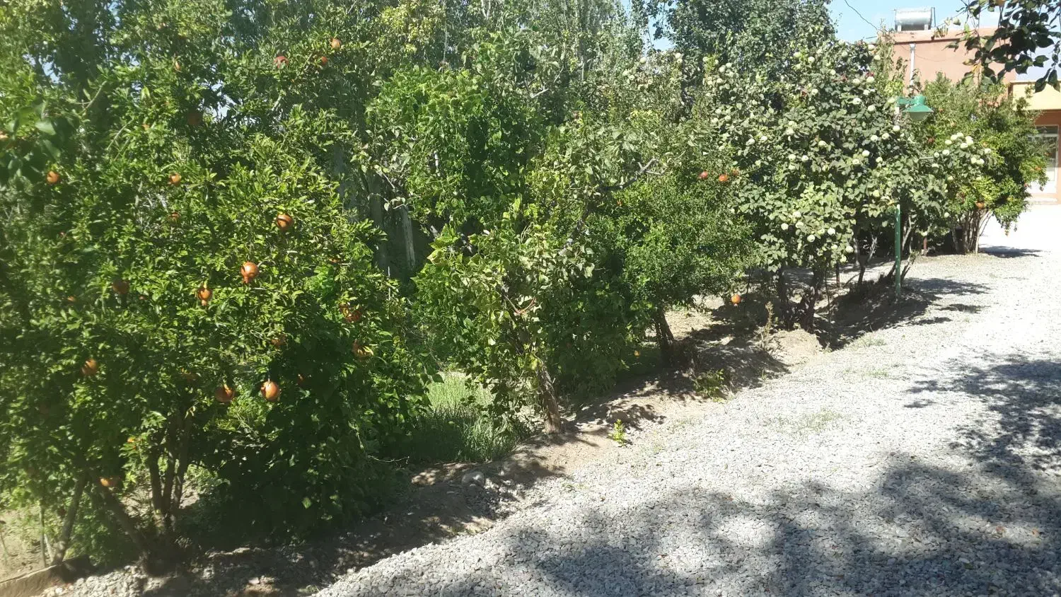 فروش باغ در محدوده خواجه|فروش دفتر صنعتی، کشاورزی، تجاری|خواجه, |دیوار