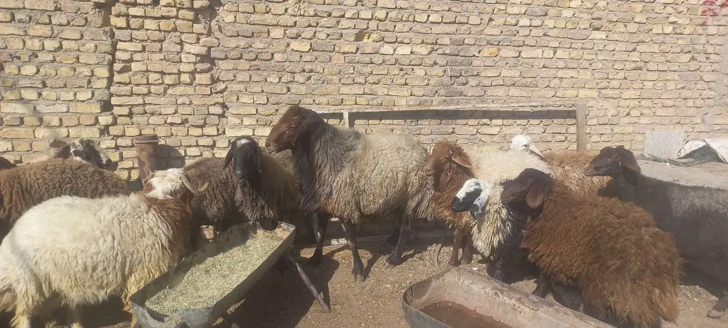 میش قوچ بره|حیوانات مزرعه|مبارکه, |دیوار