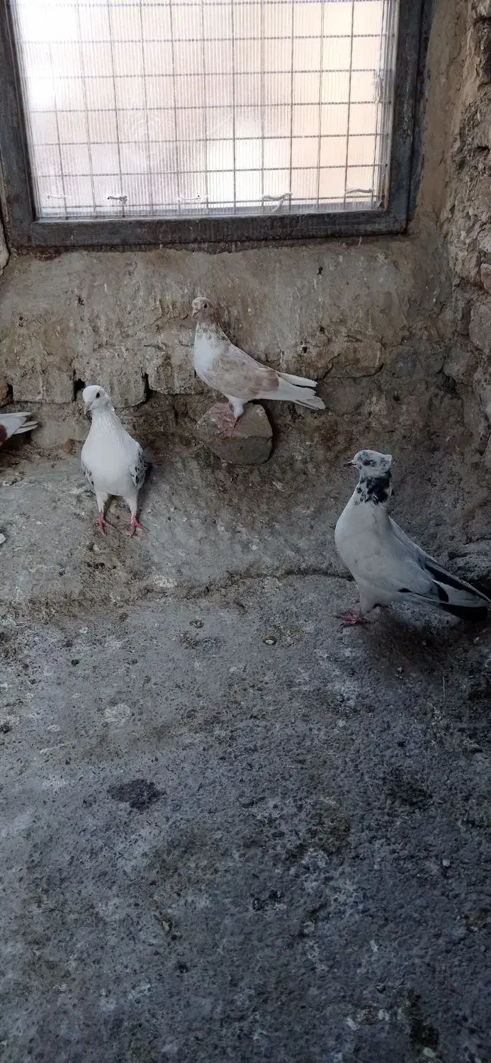 چندعددتهرانی خوب وجوجه گلبسر وجوجه سهره|پرنده|نورآباد, |دیوار