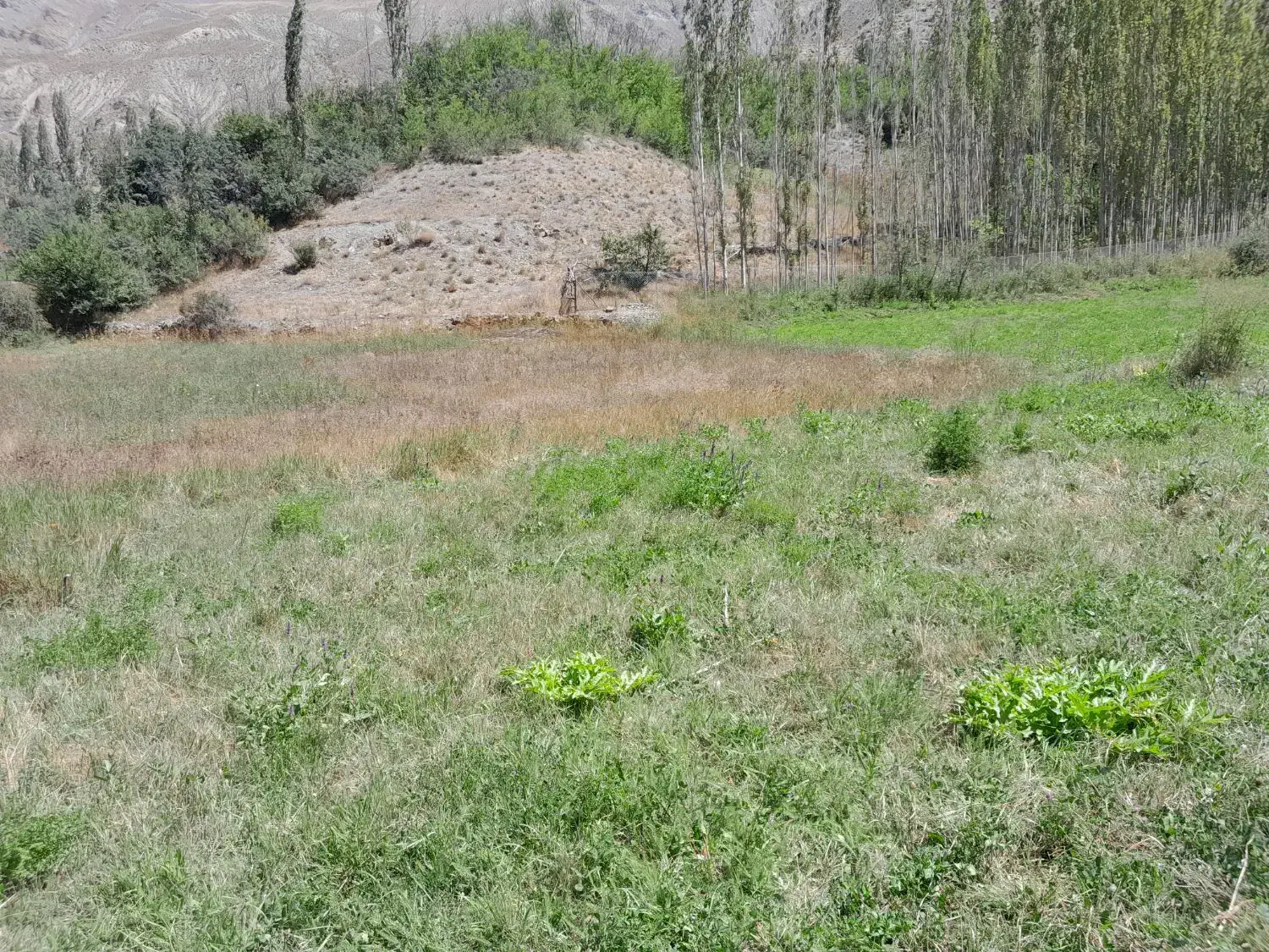 زمین کشاورزی متراژ ۲۰۰۰ وپاینتر|فروش زمین و ملک کلنگی|بلده, |دیوار