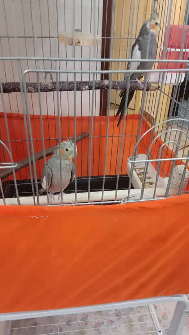 فروش پرنده با قفس و ملزومات|پرنده|پرند, فاز ۴|دیوار