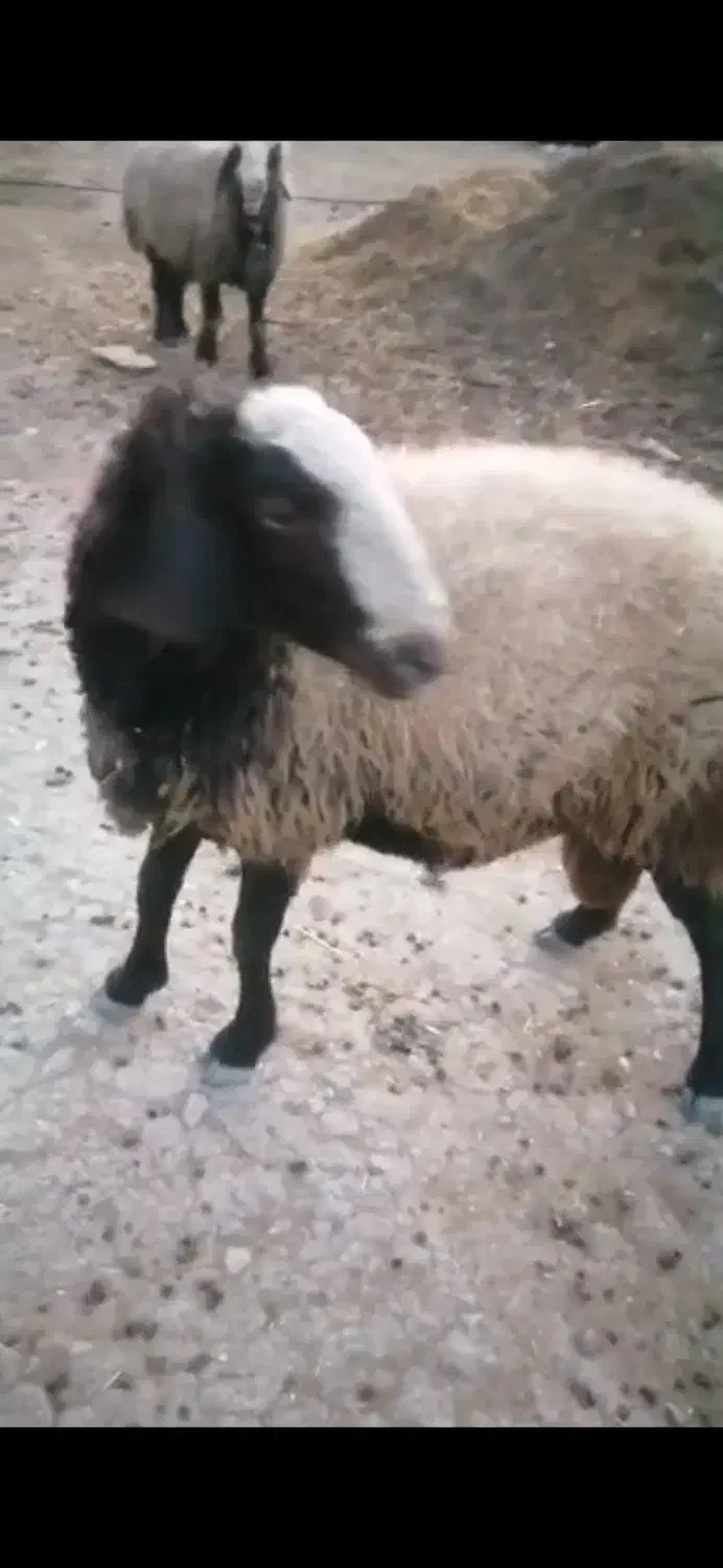 فروش قوچ شال دوساله نژاد دوقلوزا|حیوانات مزرعه|شیراز, حومه شیراز|دیوار