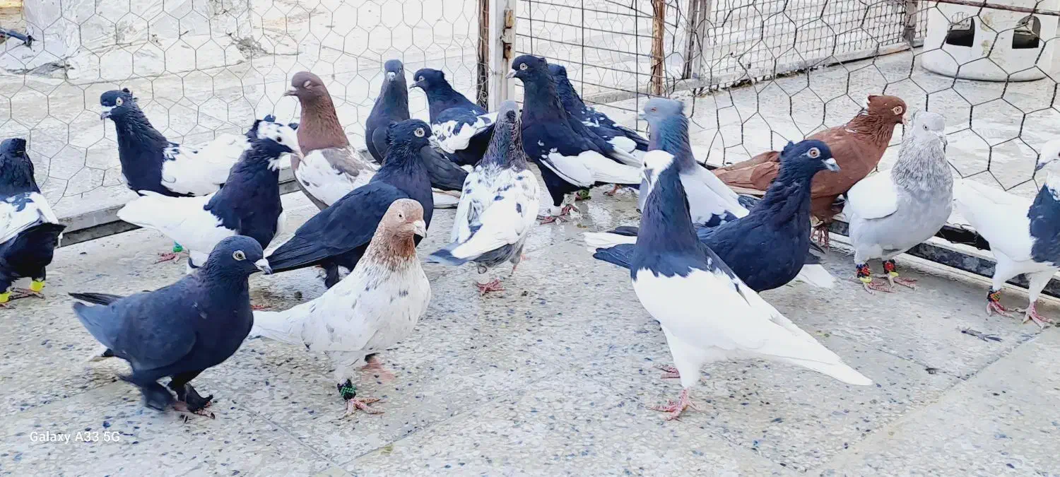 کبوتر بهبونی|پرنده|شیراز, رکنآباد|دیوار