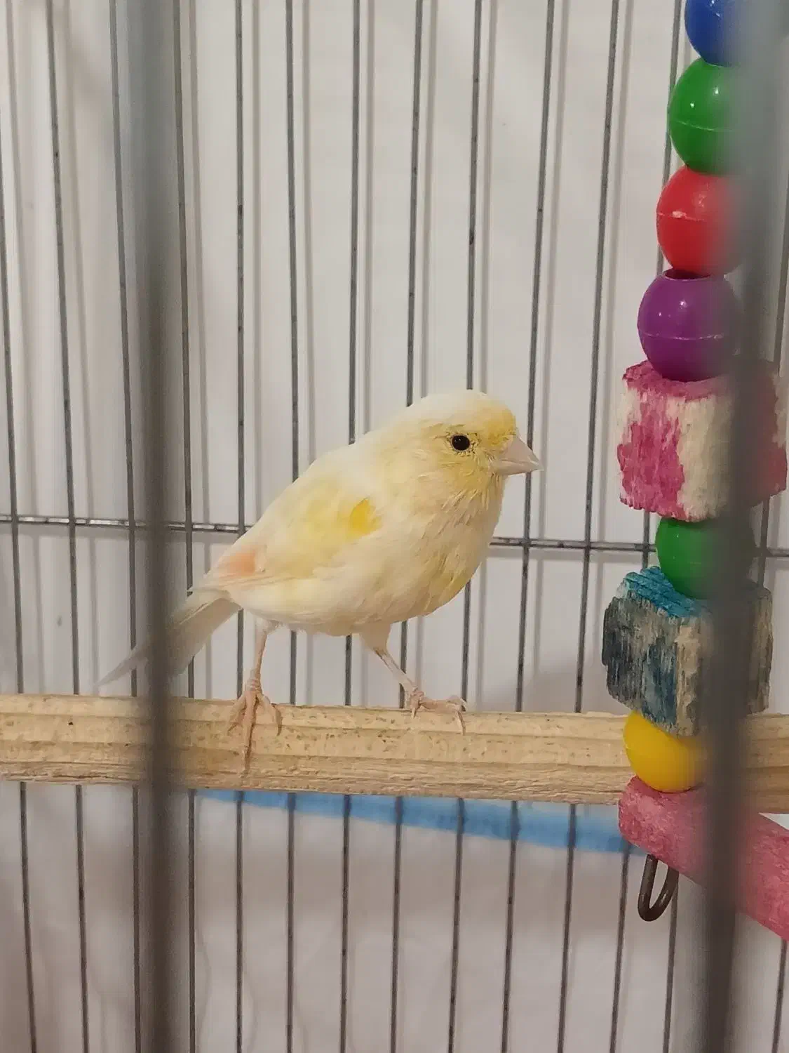 قناری|پرنده|میناب, |دیوار