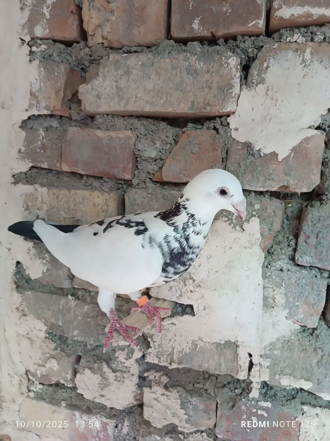 کفتر|پرنده|ایرانشهر, |دیوار