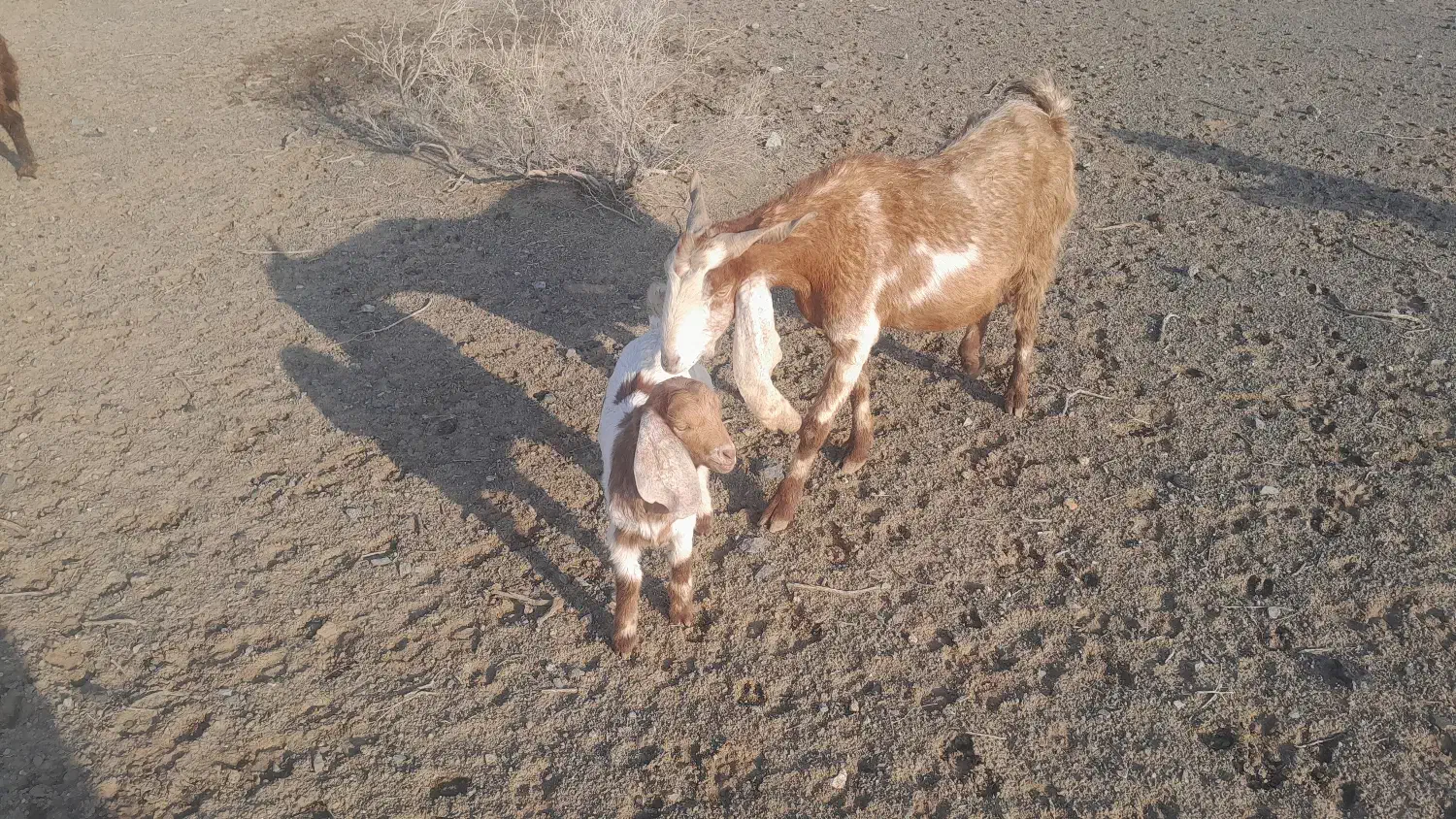 بز زاییده|حیوانات مزرعه|سبزوار, رباط|دیوار