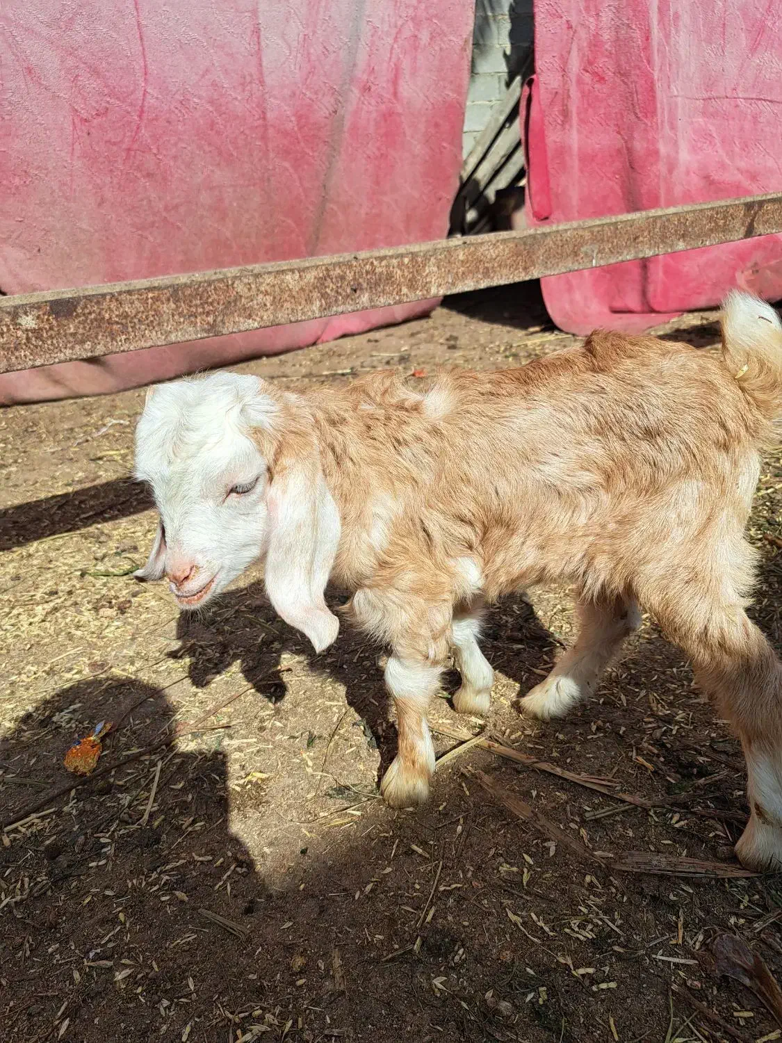 بز ماده|حیوانات مزرعه|بندر ماهشهر, |دیوار