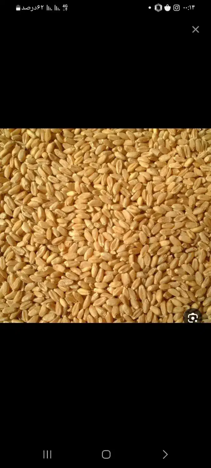 گندم پیشگام|عمده‌فروشی|همدان, |دیوار