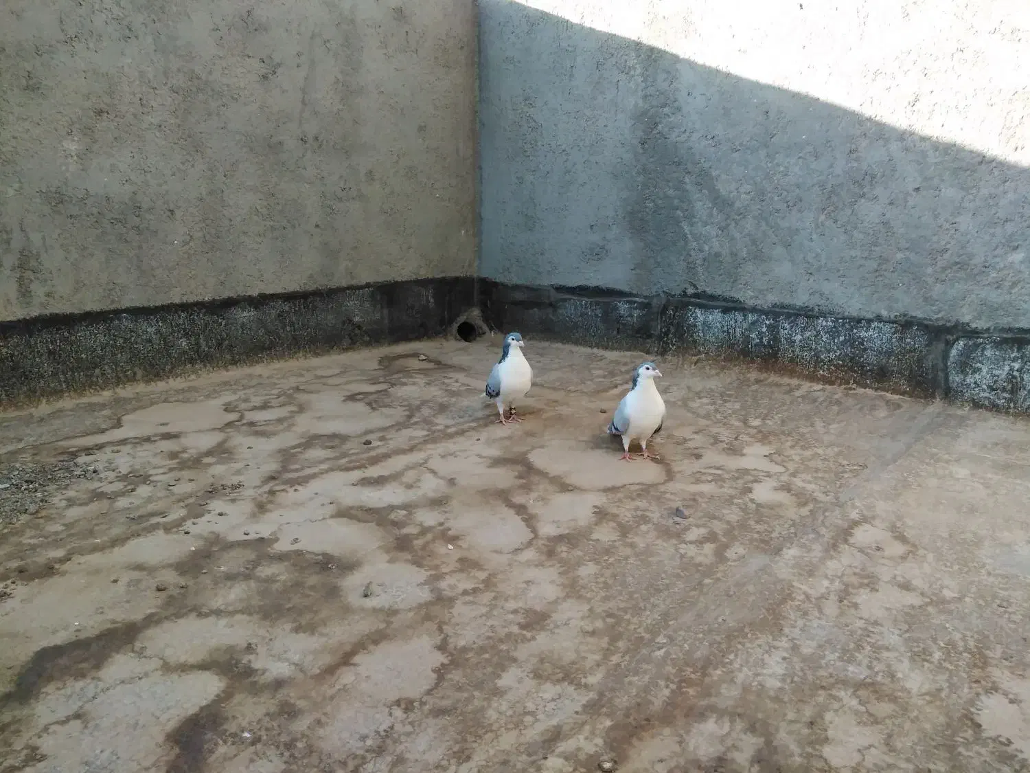 نر ماده ساده|پرنده|تربت‌حیدریه, ترمینال|دیوار