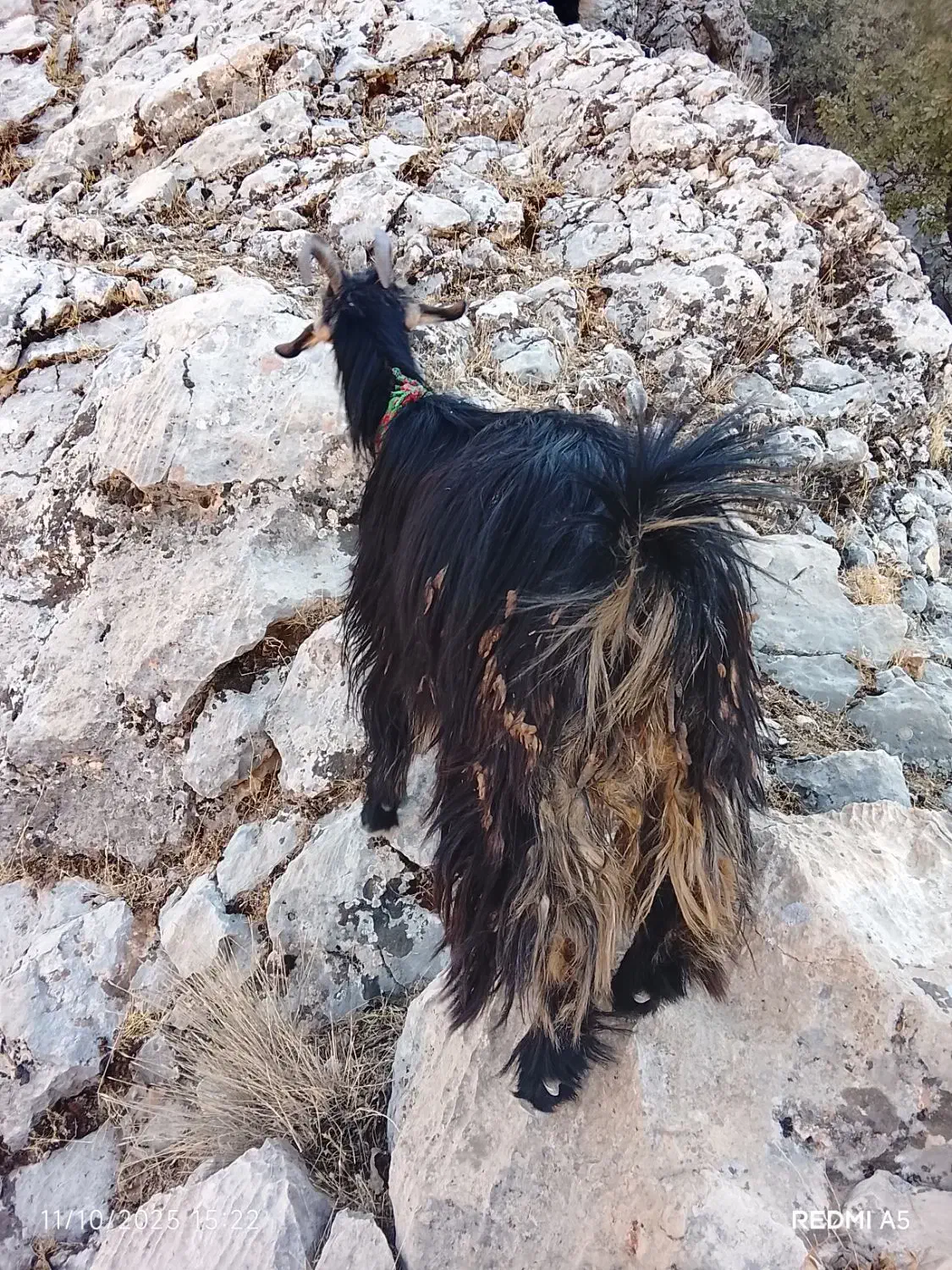 بز معاوضه بامیش|حیوانات مزرعه|ایذه, |دیوار