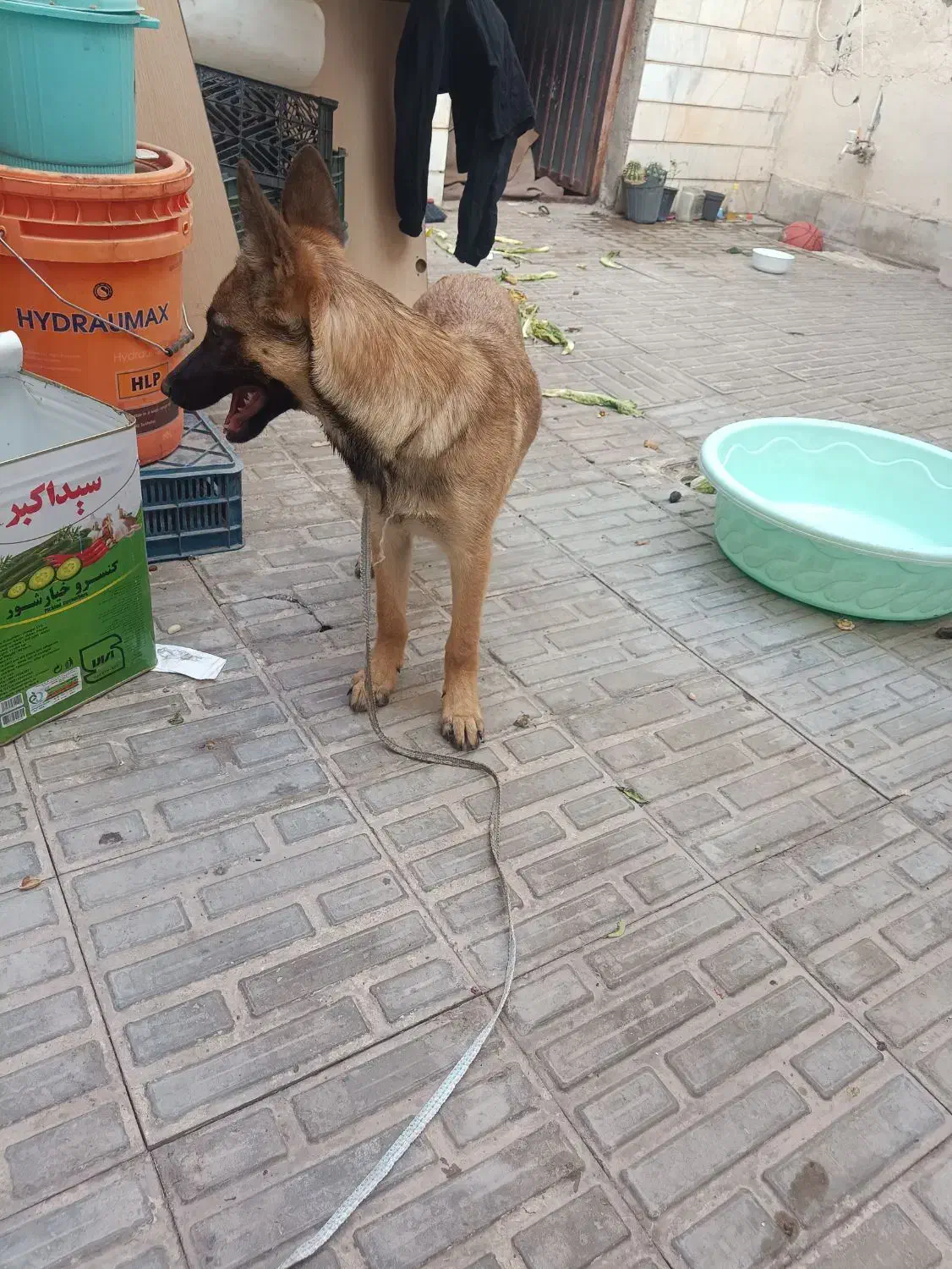 گمم شده|سگ|سیرجان, |دیوار