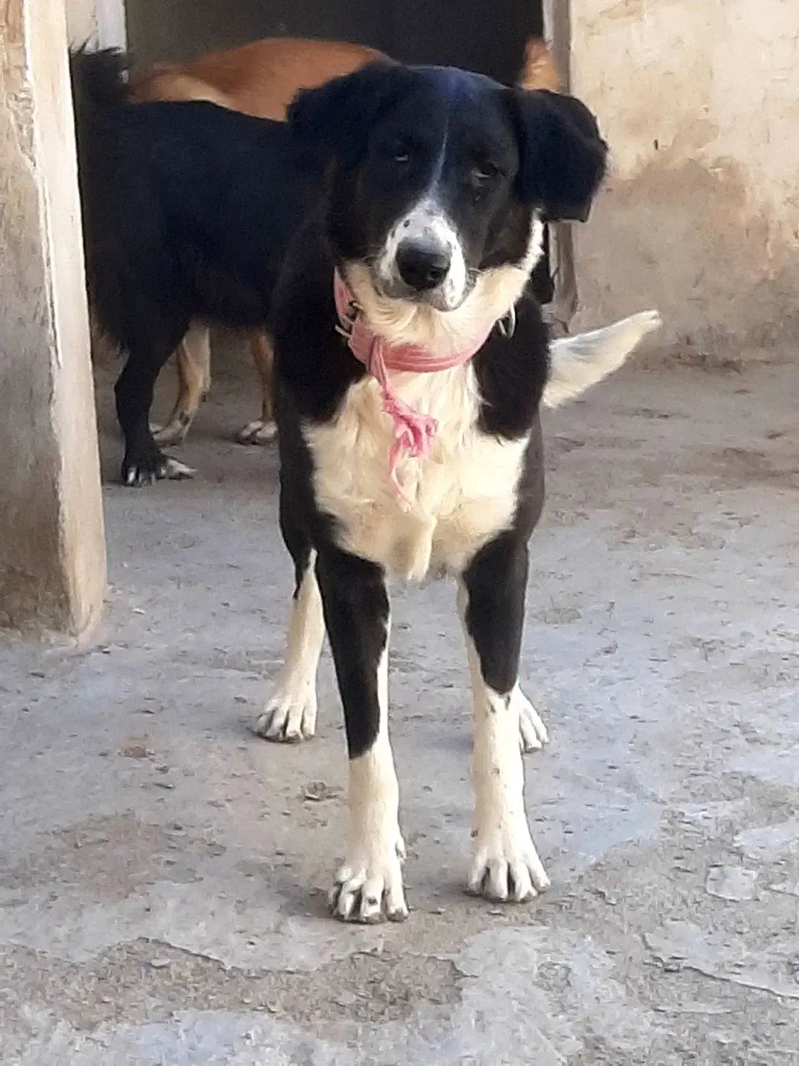 سگ ژرمن،دوبرمن،بومی|سگ|اصفهان, بهارستان|دیوار