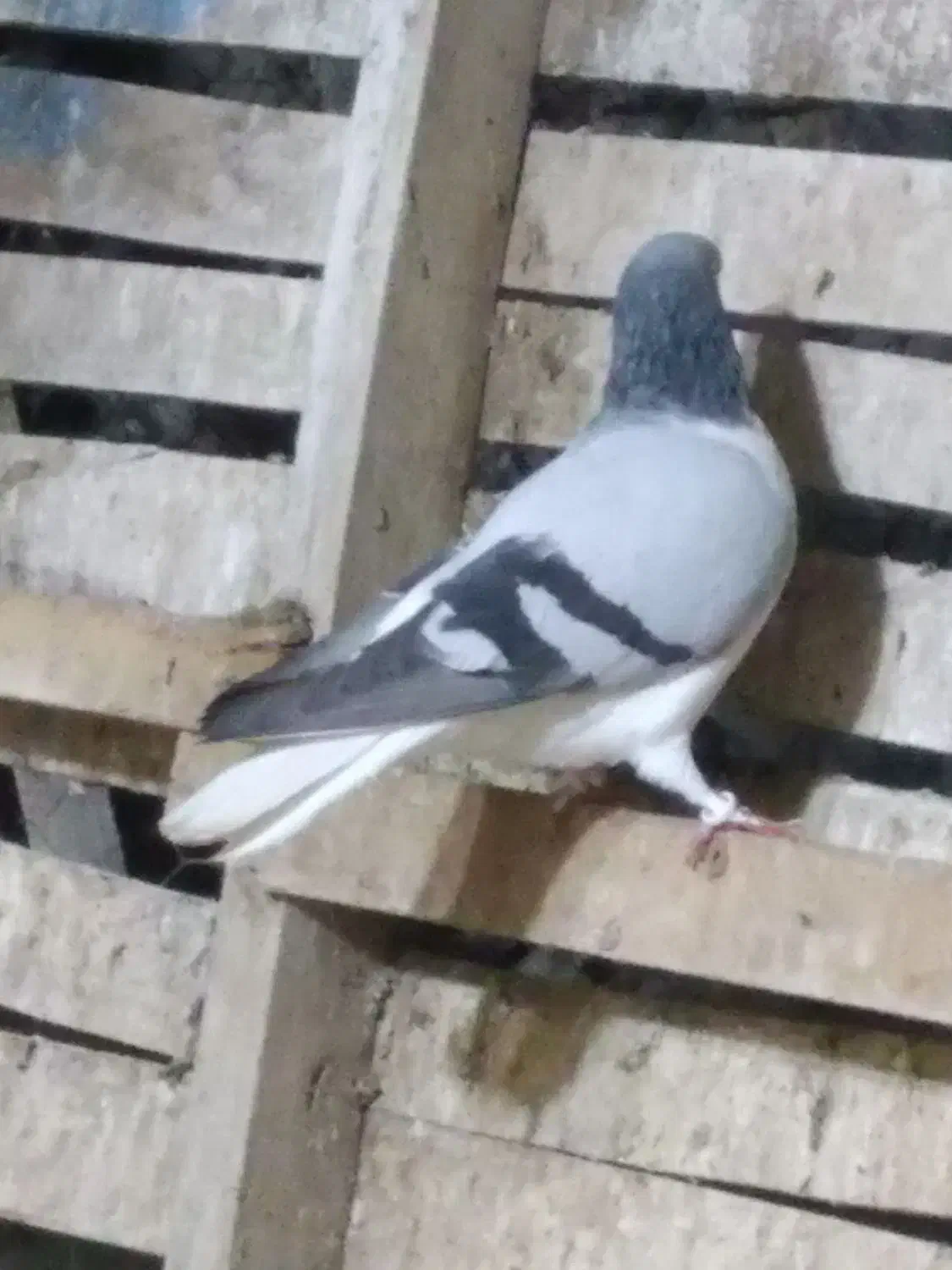 کبوتر دورگ و شهری بهبهونی|پرنده|فراشبند, |دیوار