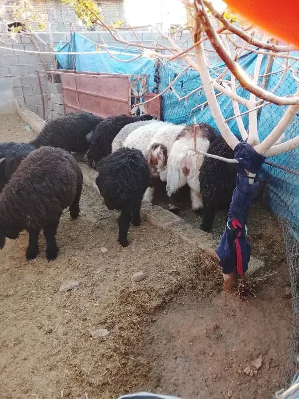 فروش ویژه تعدادی بره نر جو خورده*|حیوانات مزرعه|شیراز, رکنآباد|دیوار