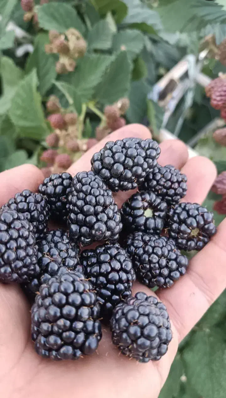 تمشک بدون خار|گل و گیاه طبیعی|رستم‌آباد, |دیوار