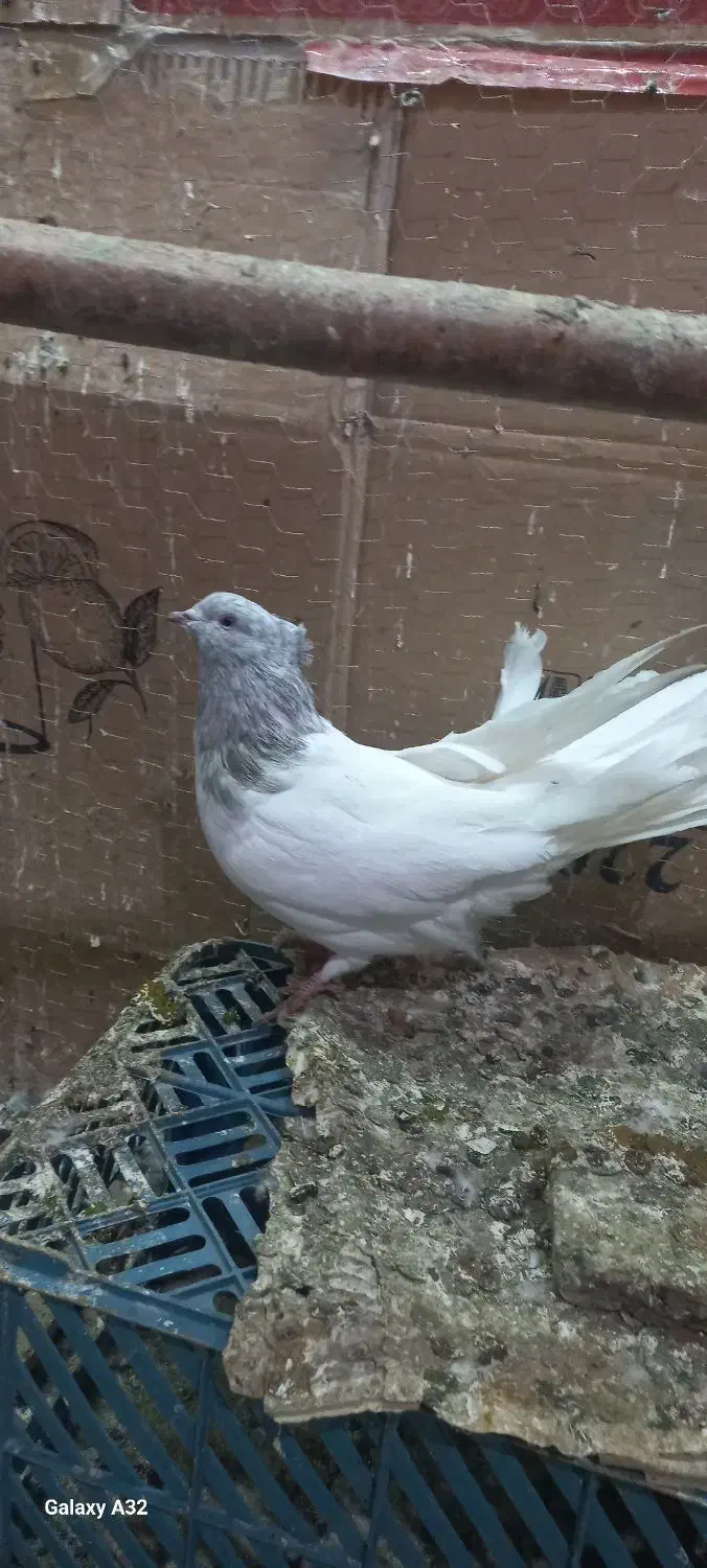 کبوتر|پرنده|میاندوآب, |دیوار