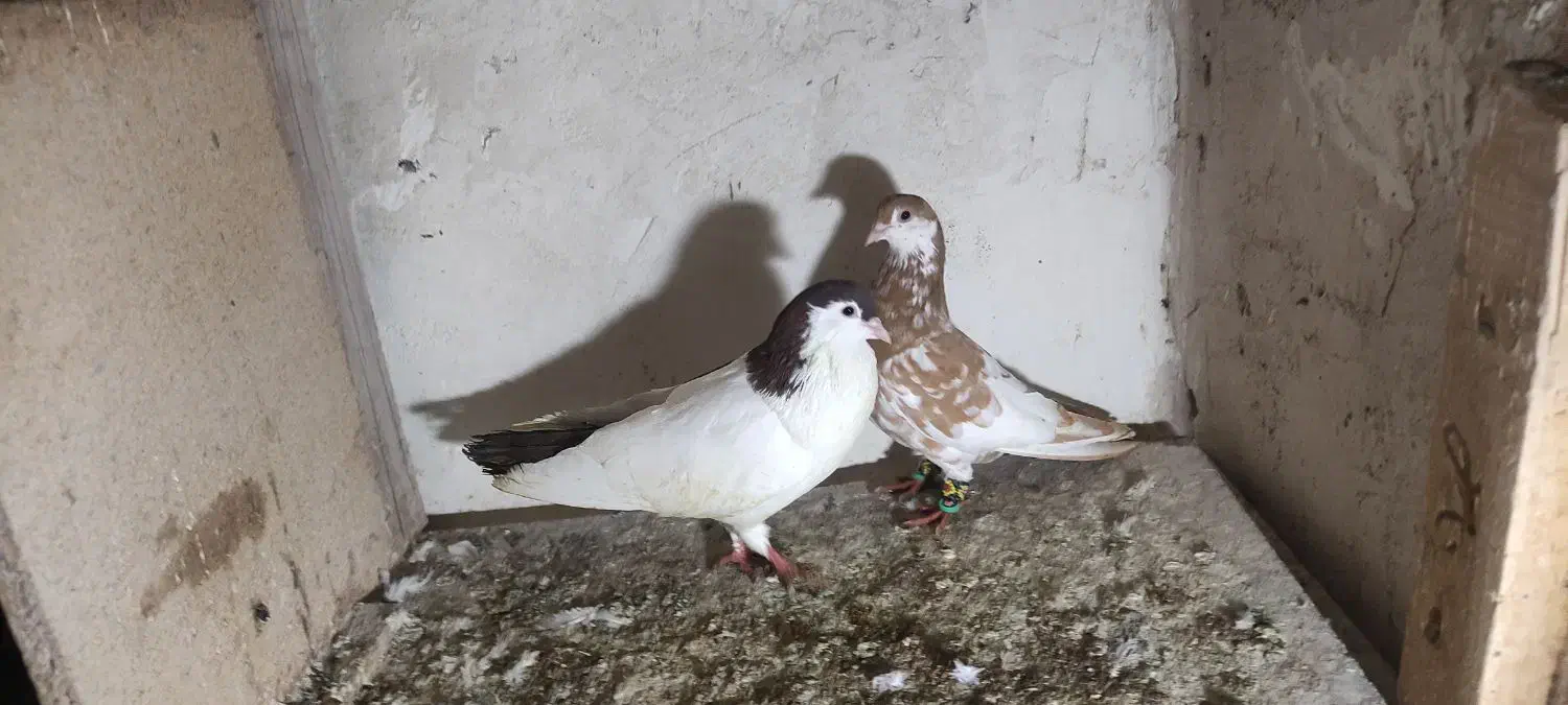 کبوتر. کفتر ساده|پرنده|تربت جام, شهرک آزادگان|دیوار