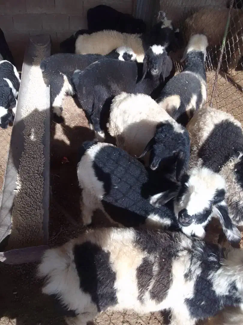 میش داشتی|حیوانات مزرعه|گتوند, |دیوار