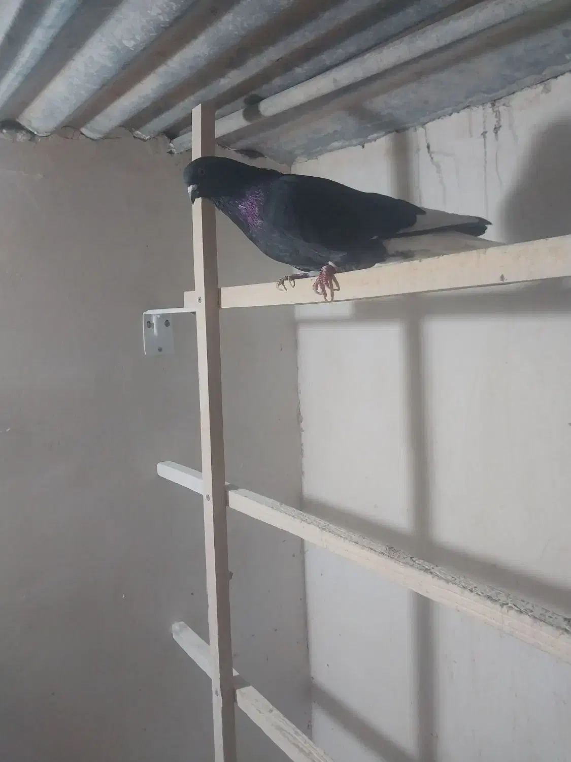 کبوتر|پرنده|قم, شهر قائم|دیوار