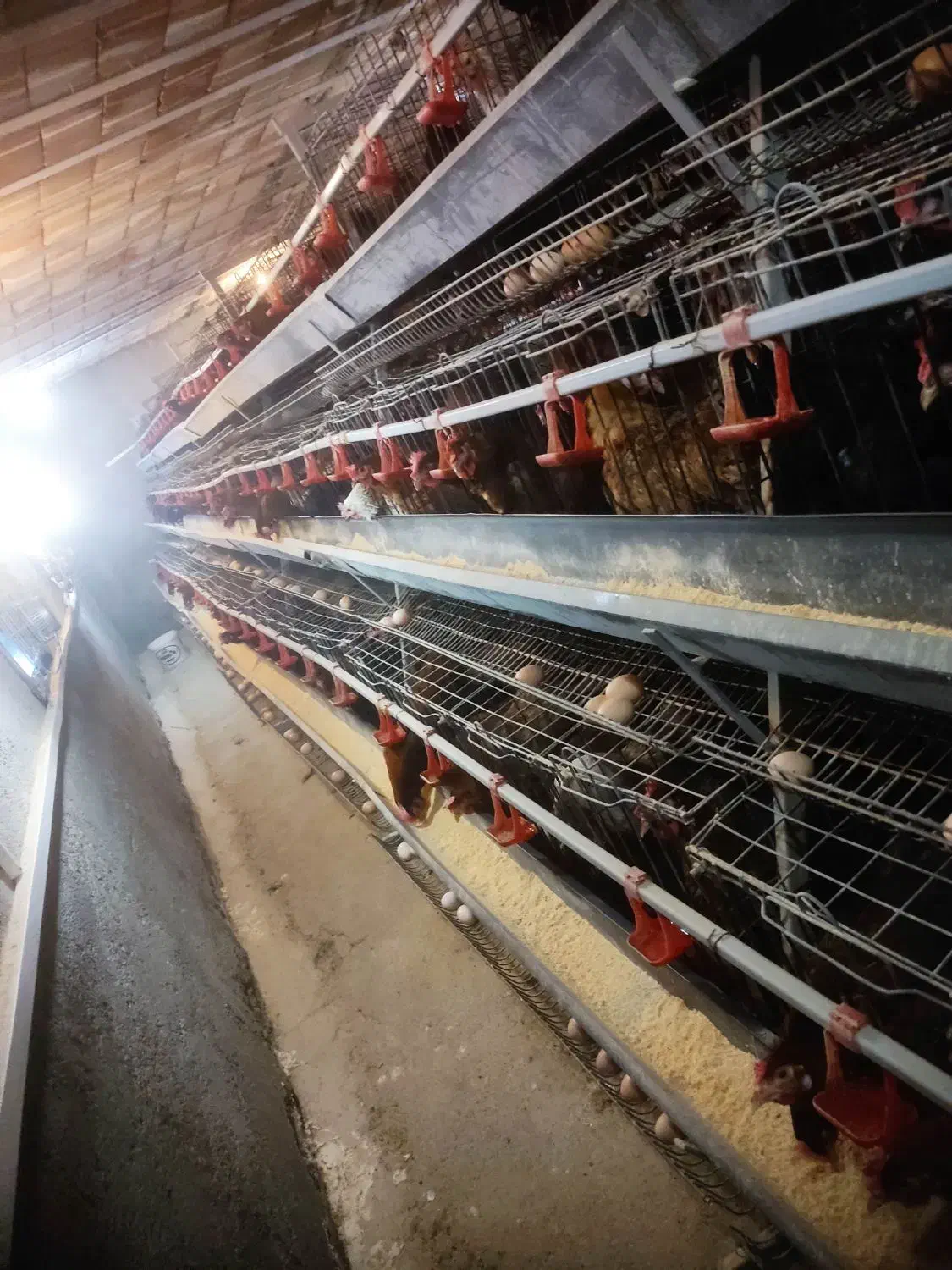 قفس مرغ تخمگذار و تجهیزات مرغداری|لوازم جانبی حیوانات|نیشابور, دربقاضی|دیوار