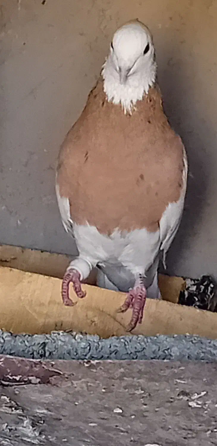 فروش طوقینرزردخالسیاه|پرنده|رامهرمز, |دیوار