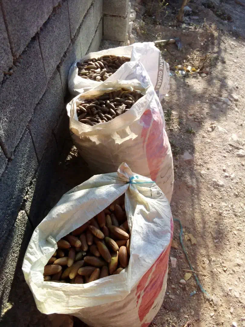 بلوط امسال درشت وسالم در ملکشاهی|عمده‌فروشی|ملکشاهی, |دیوار