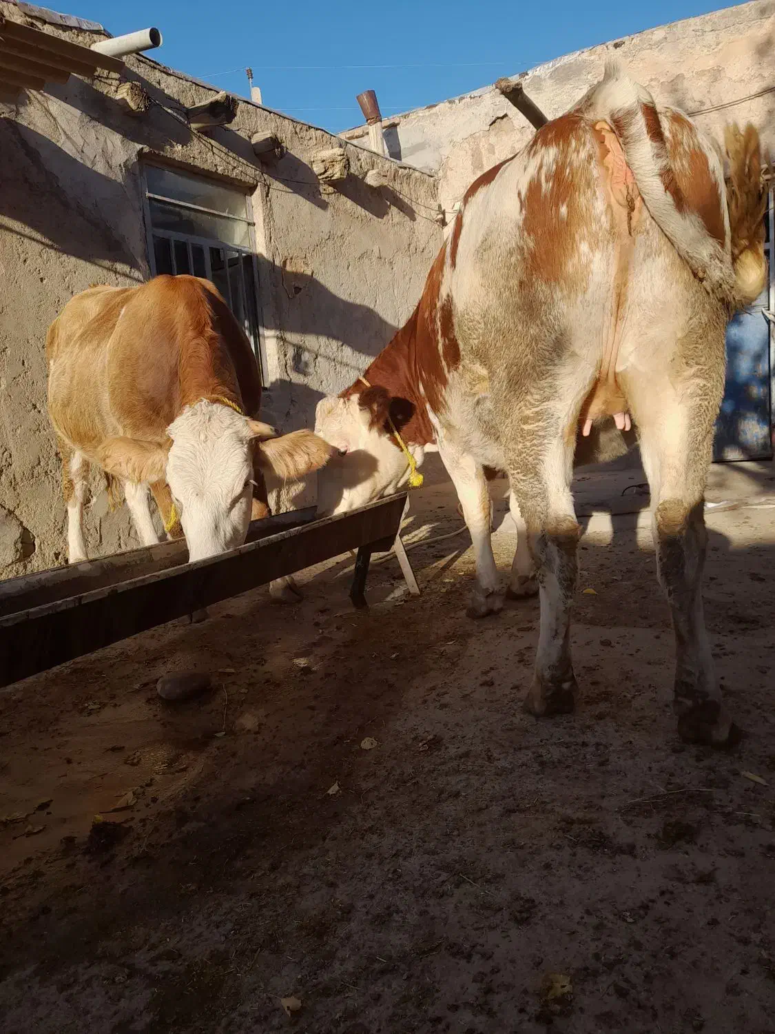 گاو جوان سیمنتال|حیوانات مزرعه|هشترود, |دیوار