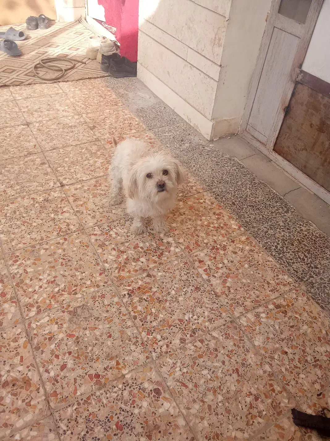 سگ اشپیتزو|سگ|نجفآباد, امام خمینی|دیوار