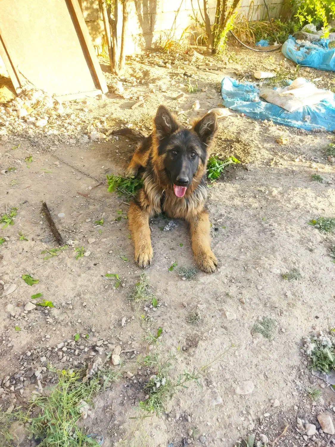 ژرمن شولاین کینگ سایز|سگ|کوار, |دیوار