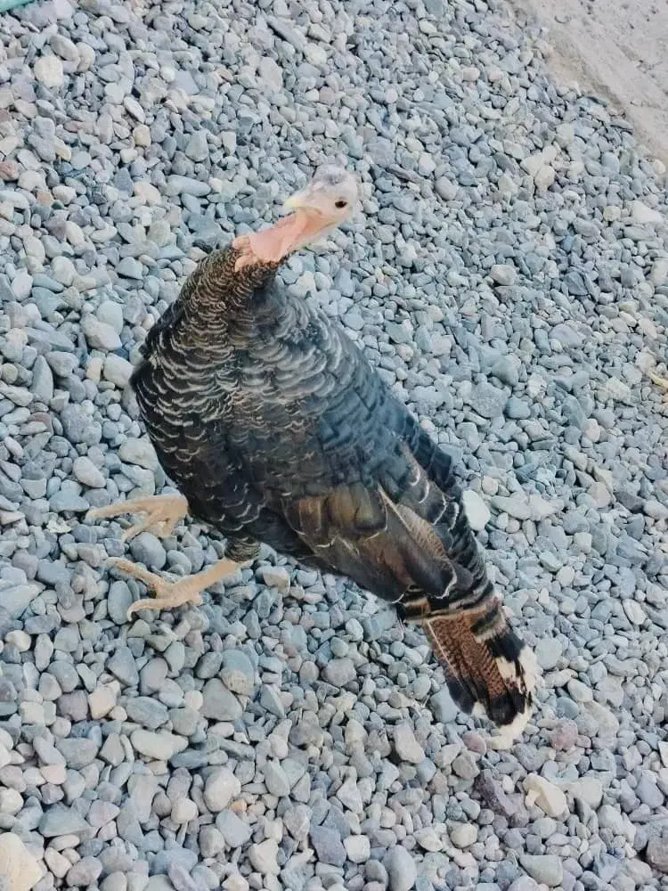 بوقلمون فروشی|حیوانات مزرعه|فهرج, |دیوار