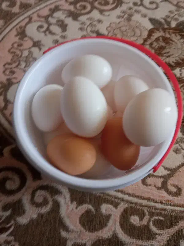 تخم مرغ محلی|خوردنی و آشامیدنی|شاهین دژ, |دیوار