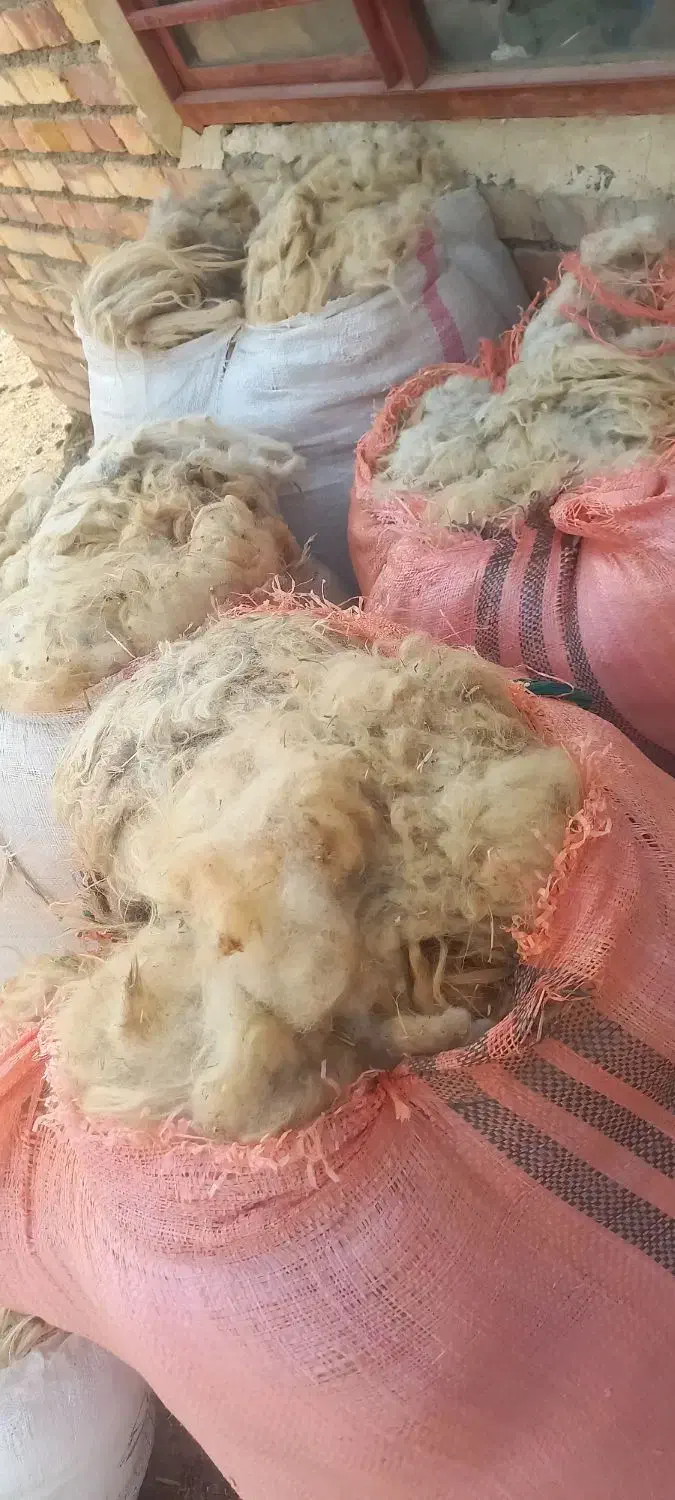 پشم گوسفند|حیوانات مزرعه|سیلوانه, |دیوار